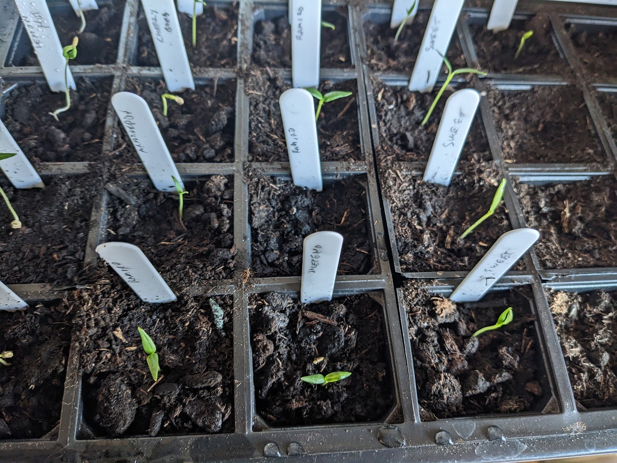 Photo of my chilli seedlings before I added the new batch